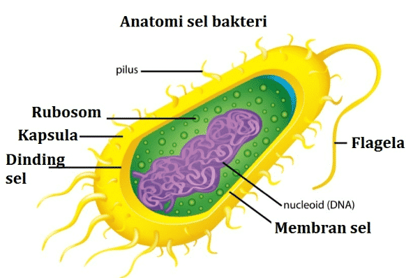 Detail Gambar Bakteri Dan Bagiannya Nomer 21