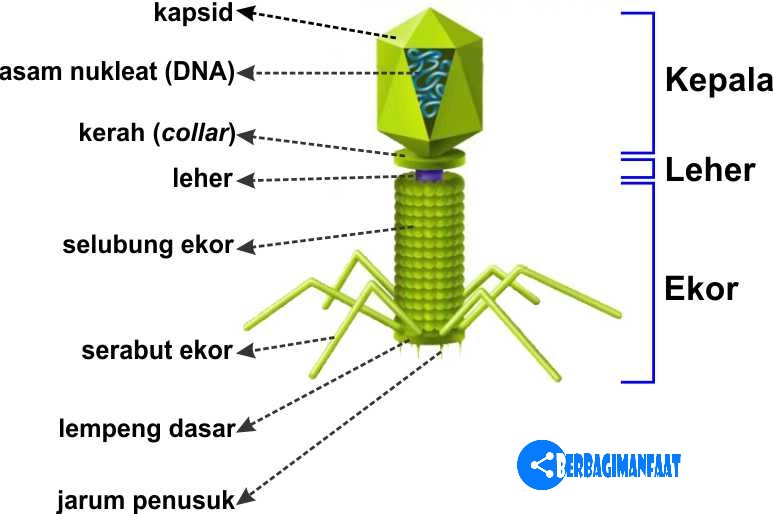 Detail Gambar Bakteri Dan Bagiannya Nomer 22