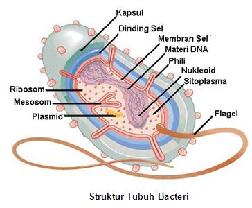 Detail Gambar Bakteri Dan Bagiannya Nomer 24