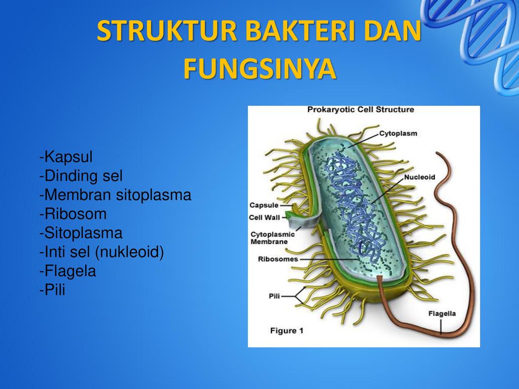 Detail Gambar Bakteri Dan Bagiannya Nomer 27