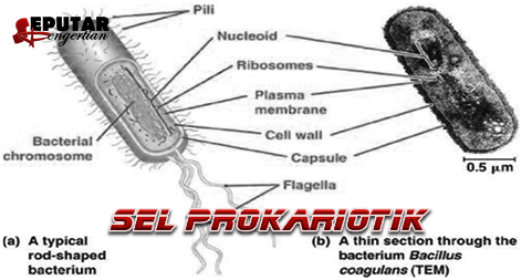 Detail Gambar Bakteri Dan Bagiannya Nomer 34