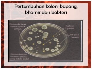 Detail Gambar Bakteri Dan Bagiannya Nomer 56