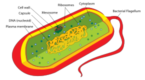 Detail Gambar Bakteri Dan Bagiannya Nomer 10