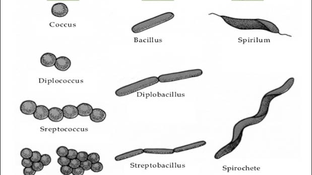 Detail Gambar Bakteri Dan Namanya Nomer 15