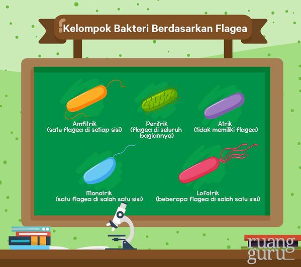 Detail Gambar Bakteri Dan Namanya Nomer 17