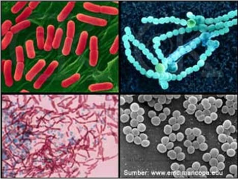 Detail Gambar Bakteri Dan Namanya Nomer 6