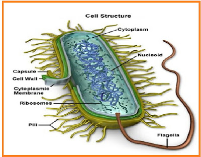 Detail Gambar Bakteri Dan Namanya Nomer 50