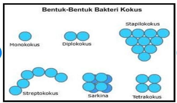 Detail Gambar Bakteri Diplokokus Nomer 14