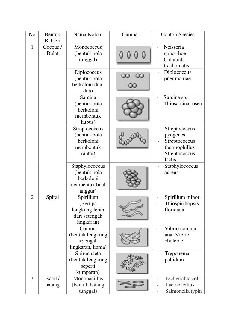 Detail Gambar Bakteri Diplokokus Nomer 28
