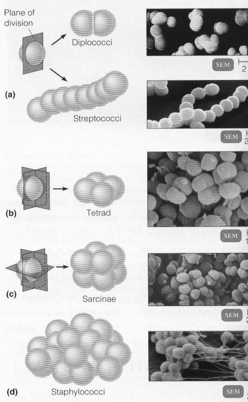 Detail Gambar Bakteri Diplokokus Nomer 29