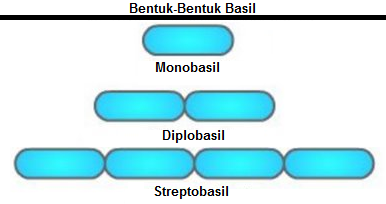 Detail Gambar Bakteri Diplokokus Nomer 32