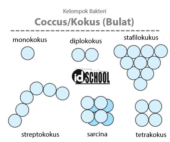 Detail Gambar Bakteri Diplokokus Nomer 5