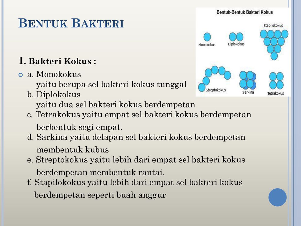 Detail Gambar Bakteri Diplokokus Nomer 42