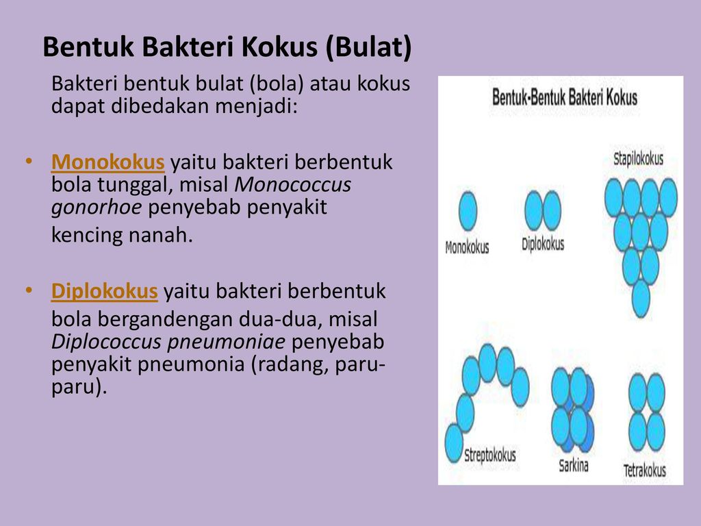 Detail Gambar Bakteri Diplokokus Nomer 49