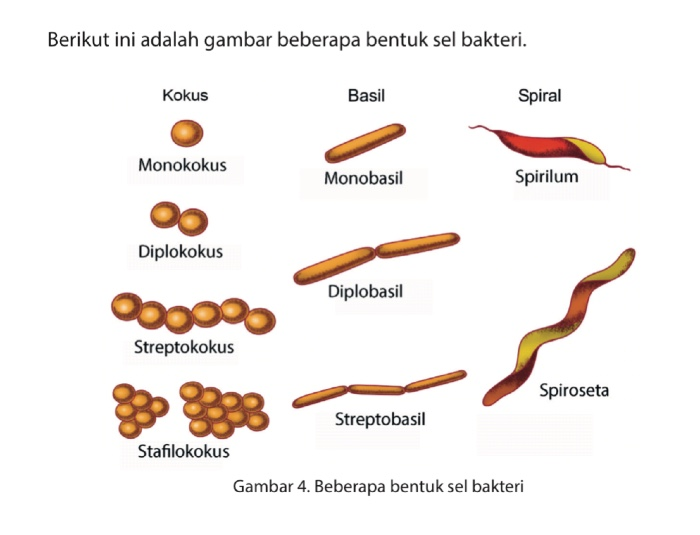 Detail Gambar Bakteri Diplokokus Nomer 51