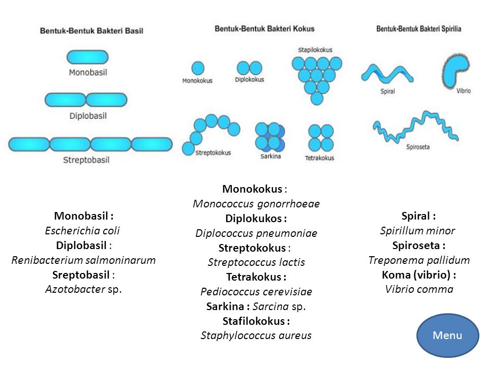 Detail Gambar Bakteri Diplokokus Nomer 52
