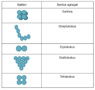 Detail Gambar Bakteri Diplokokus Nomer 8