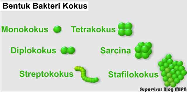 Detail Gambar Bakteri Diplokokus Nomer 9