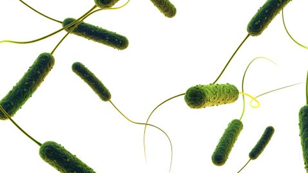 Detail Gambar Bakteri E Colli Nomer 18