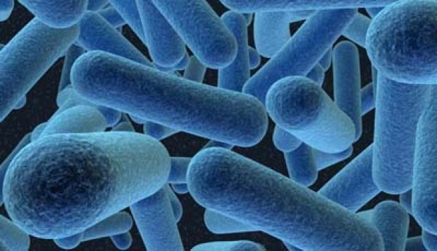 Detail Gambar Bakteri E Colli Nomer 24