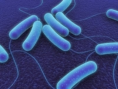 Detail Gambar Bakteri E Colli Nomer 25