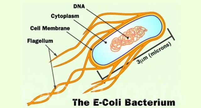 Detail Gambar Bakteri E Colli Nomer 53