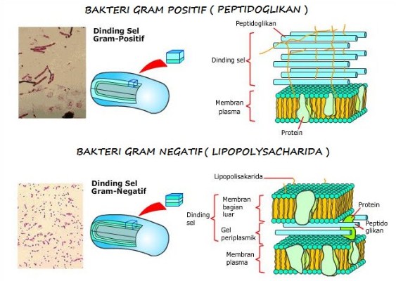 Detail Gambar Bakteri Gram Positif Nomer 15