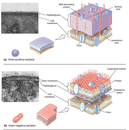 Detail Gambar Bakteri Gram Positif Nomer 29