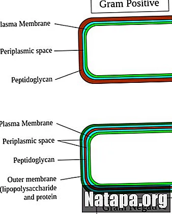 Detail Gambar Bakteri Gram Positif Dan Negatif Nomer 18