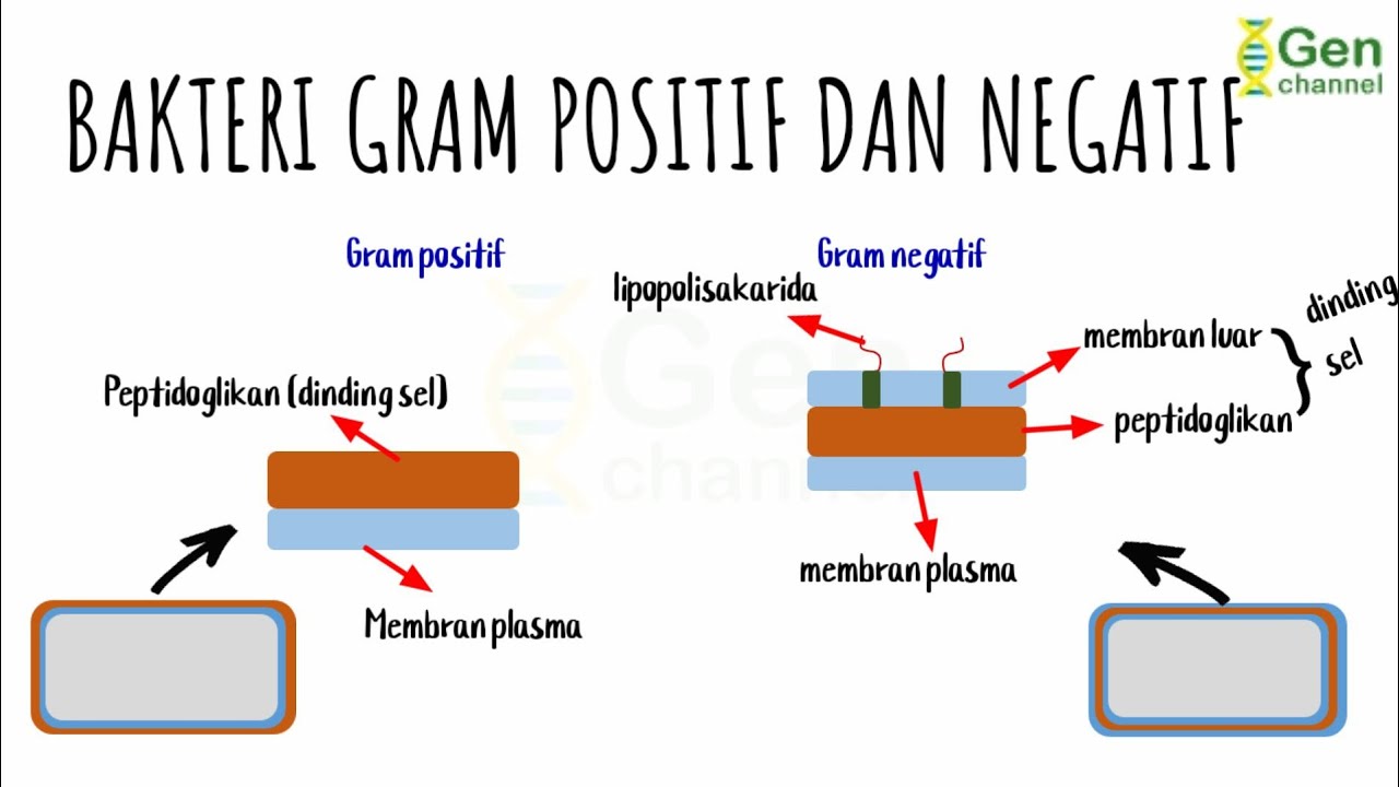 Detail Gambar Bakteri Gram Positif Dan Negatif Nomer 41