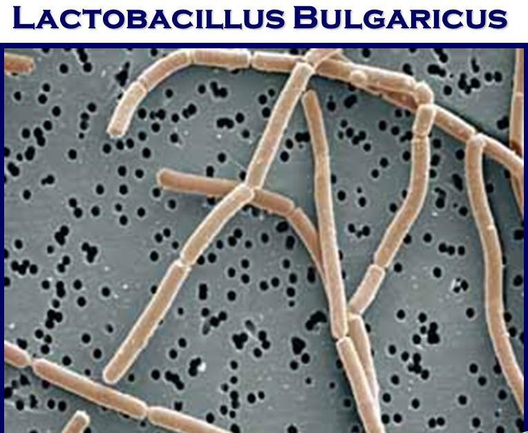 Gambar Bakteri Lactobacillus Bulgaricus - KibrisPDR