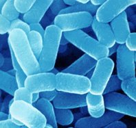 Download Gambar Bakteri Lactobacillus Bulgaricus Nomer 15