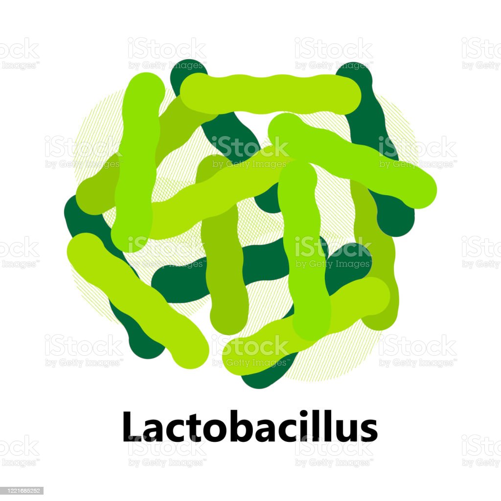 Detail Gambar Bakteri Lactobacillus Bulgaricus Nomer 20