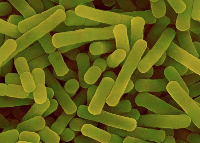 Detail Gambar Bakteri Lactobacillus Bulgaricus Nomer 21