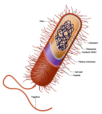 Detail Gambar Bakteri Lactobacillus Bulgaricus Nomer 26