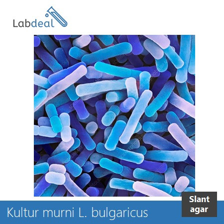 Detail Gambar Bakteri Lactobacillus Bulgaricus Nomer 4