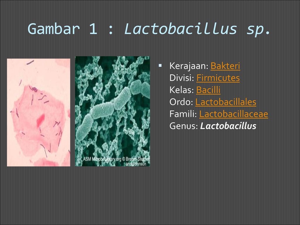 Detail Gambar Bakteri Lactobacillus Bulgaricus Nomer 28