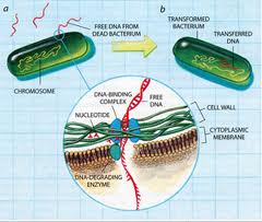 Detail Gambar Bakteri Lactobacillus Bulgaricus Nomer 31