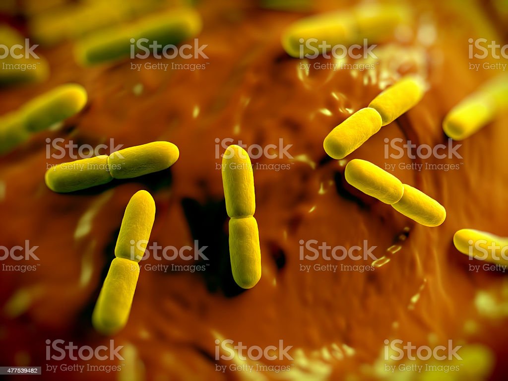 Detail Gambar Bakteri Lactobacillus Bulgaricus Nomer 32