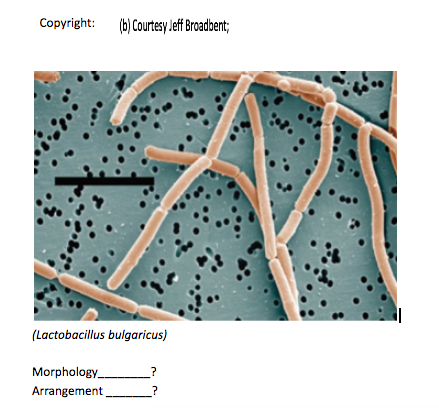 Download Gambar Bakteri Lactobacillus Bulgaricus Nomer 33