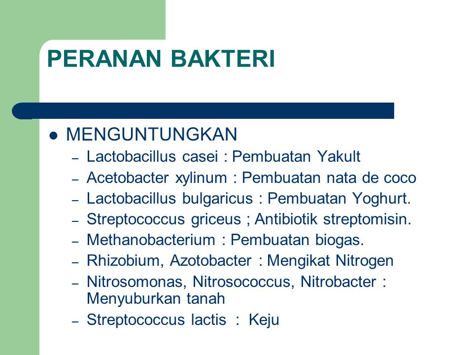 Detail Gambar Bakteri Lactobacillus Bulgaricus Nomer 35