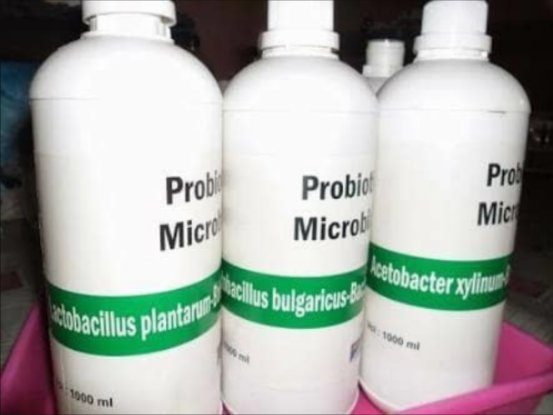 Detail Gambar Bakteri Lactobacillus Bulgaricus Nomer 38