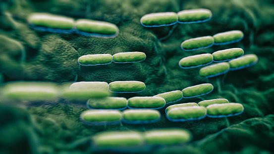 Detail Gambar Bakteri Lactobacillus Bulgaricus Nomer 6