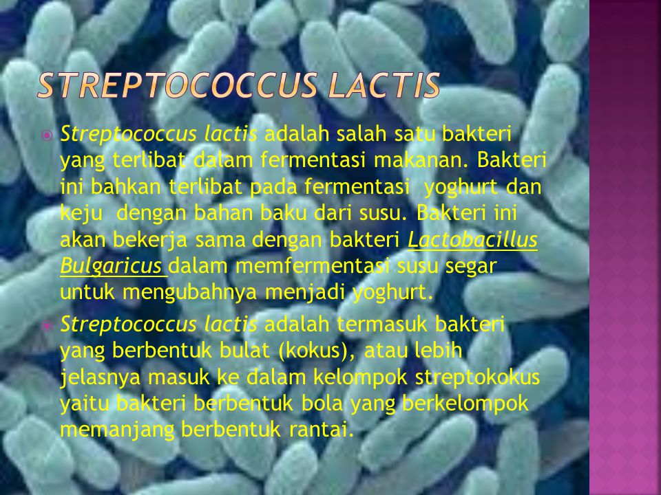 Detail Gambar Bakteri Lactobacillus Bulgaricus Nomer 48