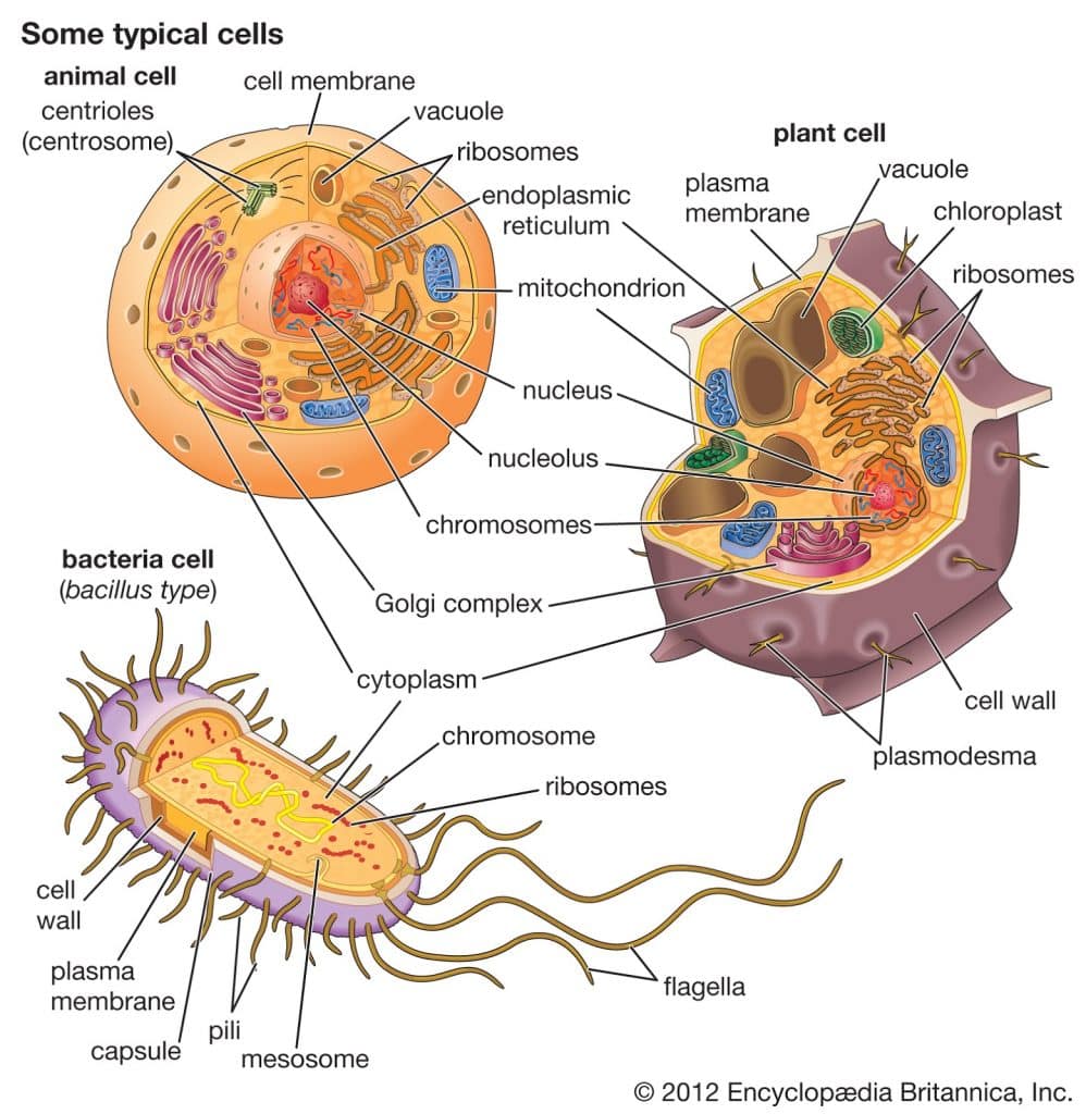 Detail Gambar Bakteri Lactobacillus Bulgaricus Nomer 49