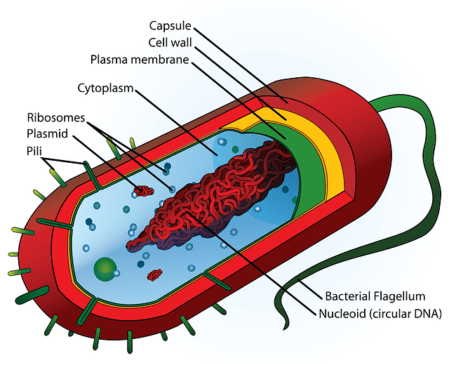 Detail Gambar Bakteri Lactobacillus Bulgaricus Nomer 50