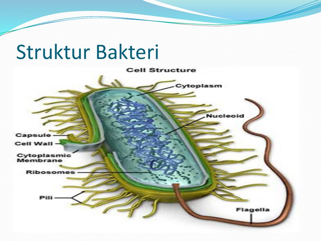 Detail Gambar Bakteri Lactobacillus Bulgaricus Nomer 54