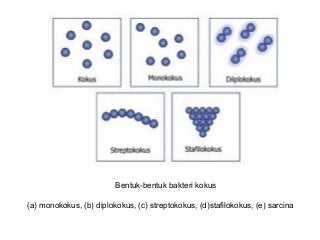 Detail Gambar Bakteri Monokokus Nomer 16