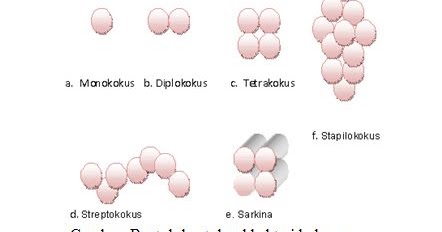 Detail Gambar Bakteri Monokokus Nomer 21