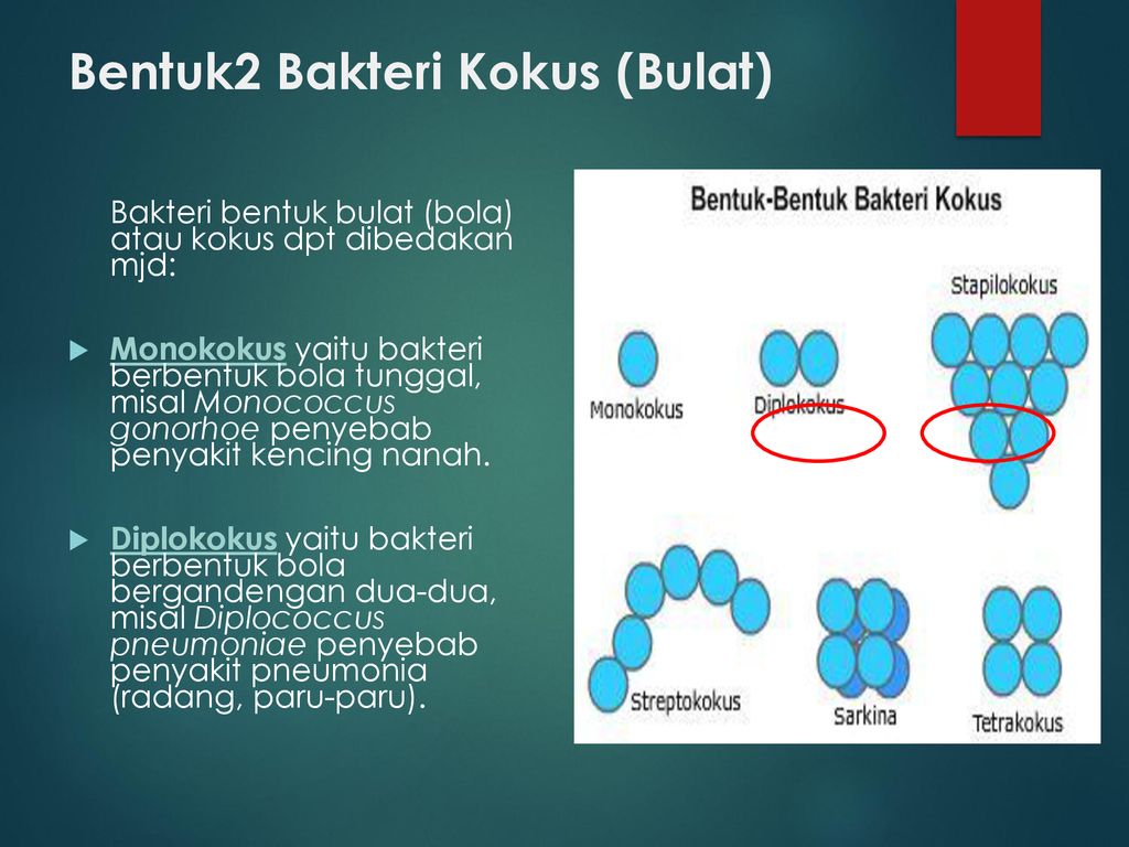 Detail Gambar Bakteri Monokokus Nomer 29